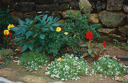 horticultural flowers