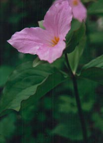 Virginia Flower